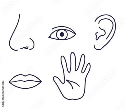 Sense organs against white background. Symbol. Vector illustration.