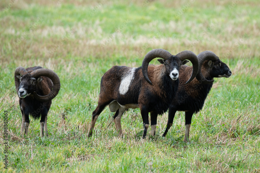 Three male Mouflon sheep standing in a green field Three male Mouflon sheep standing in a green field