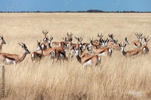 Springbok Antelope - Namibia - Africa