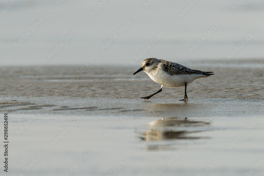 Seevogel läuft auf Sand mit Spiegelung im Wasser Seevogel läuft auf Sand mit Spiegelung im Wasser