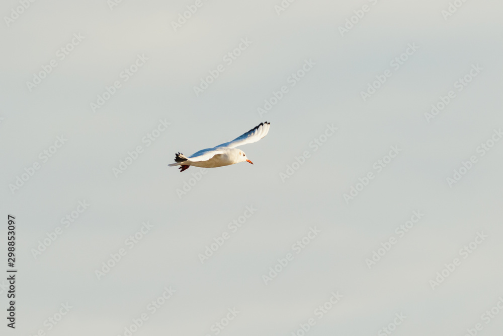 Fliegender Seevogel vor bewölktem Hintergrund