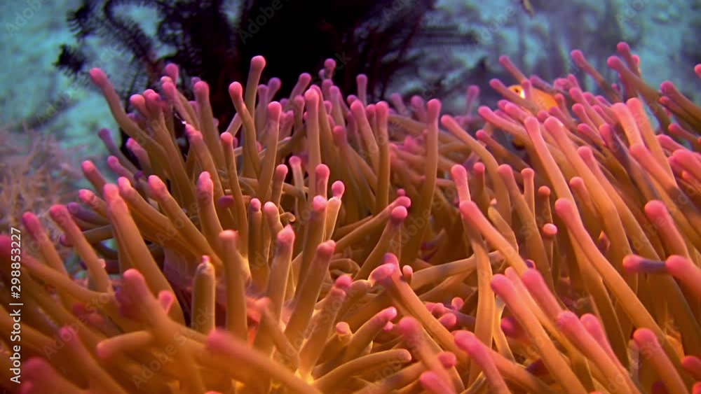 Clownfish In Sea Anemone, Philippines Clownfish In Sea Anemone, Philippines