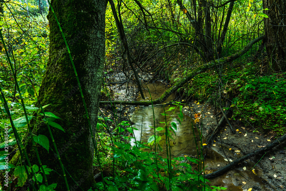 Obraz premium Small river in the dark emerald forest