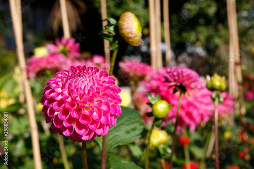 Tablou pe pânză Pink pompom dahlia flowers