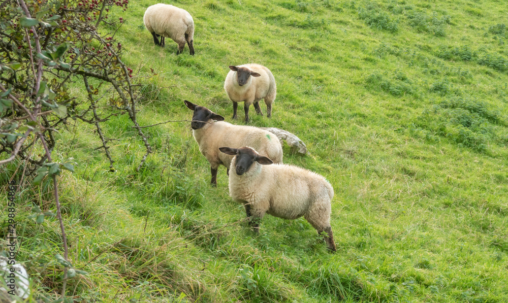 sheep on the field