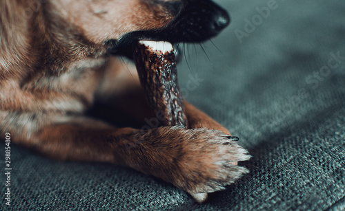 Fotografie Closeup of a brown chihuahua chewing a natural deer antler
