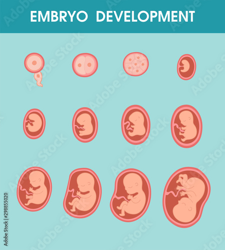 Fetal growth. Development of the fetus in the mother's womb until the birth of a newborn baby.