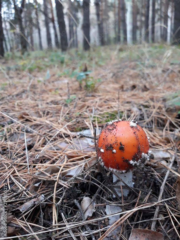 A beautiful mushroom grows in a coniferous forest in needles and leaves. A beautiful mushroom grows in a coniferous forest in needles and leaves.