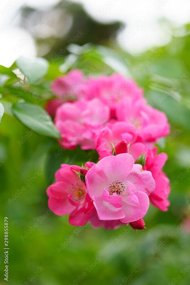 薔薇 薔薇