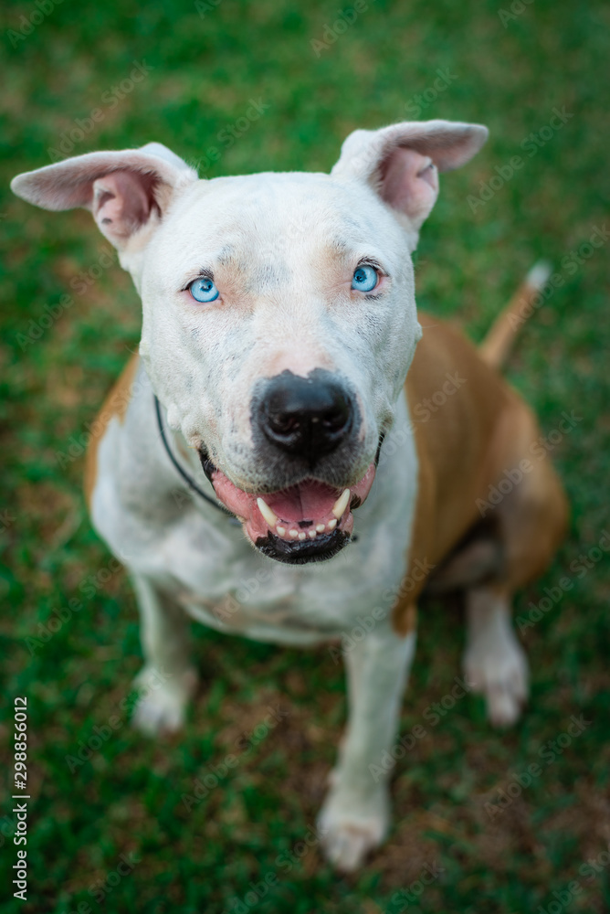 Close-up portrait dog with blue eyes. Pitbull - american stanford dog. Lovely dog. Dog sitting down in grass. Happy pet.