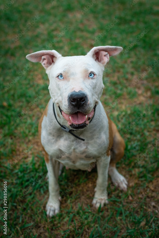 White and brown pitbull american stanford dog sitting down in grass. Smiling and lovely dog looking at the camera.