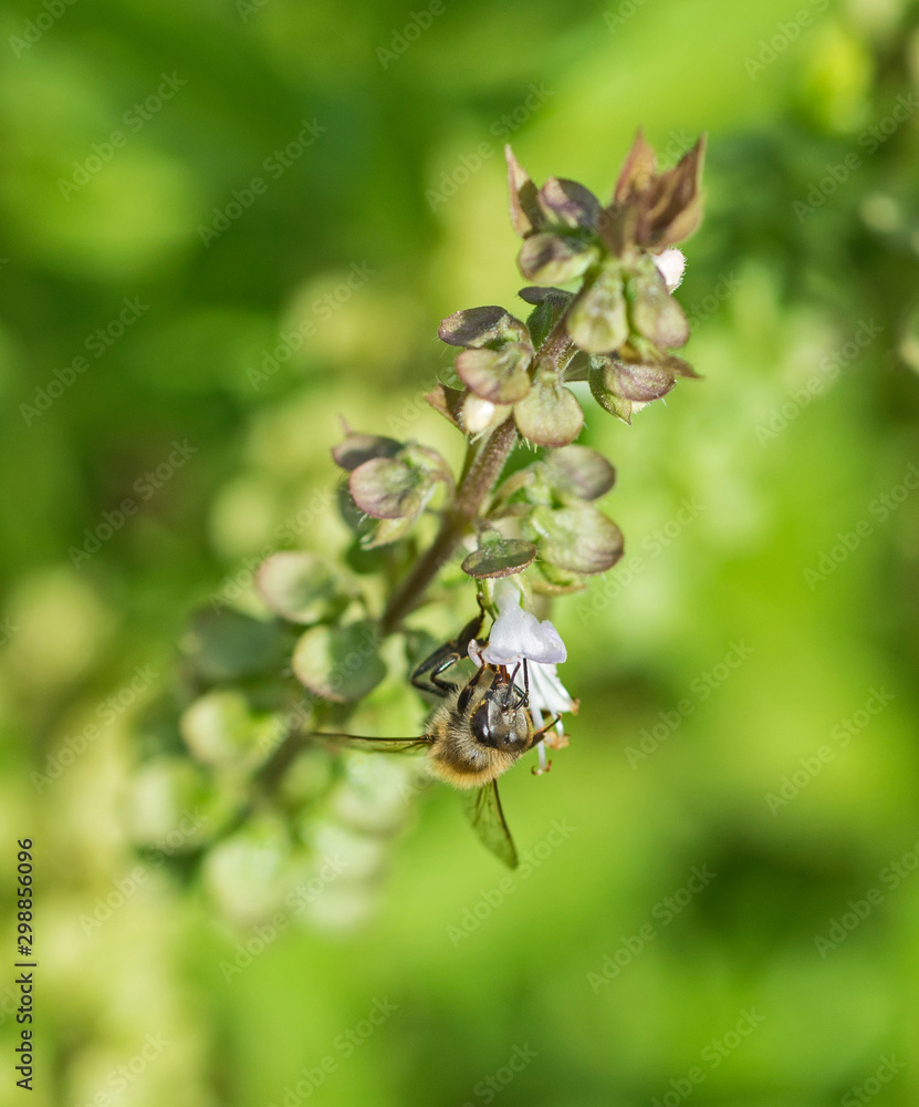 Honey bee covered on flower bud in garden Honey bee covered on flower bud in garden