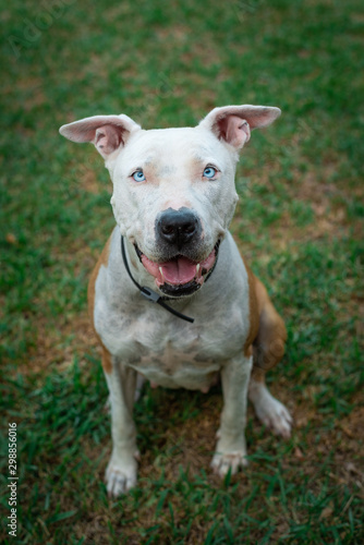 White and brown pitbull american stanford dog sitting down in grass. Smiling and lovely dog looking at the camera.