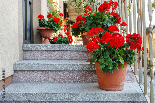 Fototapeta Naklejka Na Ścianę i Meble -  Flowerpots with red geranium (pelargonium) flowers standing on stone stairs.