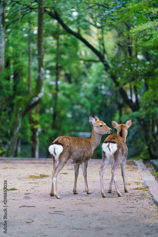 奈良公園の鹿 奈良公園の鹿