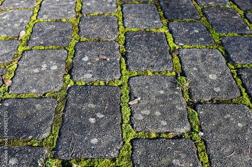 Stone garden path with moss in early morning light.