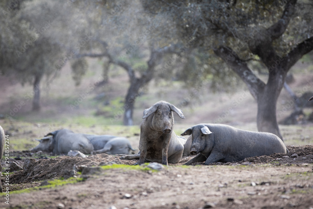 Iberian pigs in full freedom eating and resting in nature Iberian pigs in full freedom eating and resting in nature