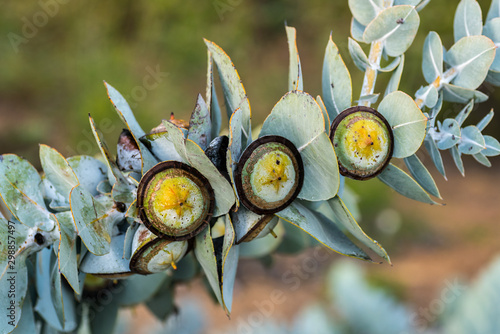 Eucalyptus Branch
