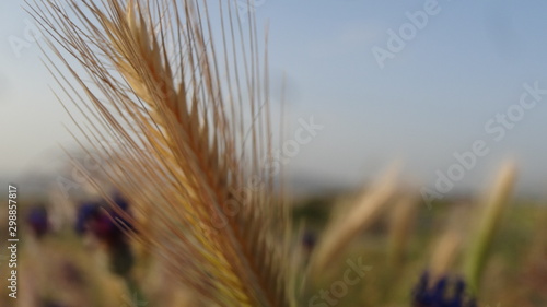 Fototapeta Naklejka Na Ścianę i Meble -  ears of wheat