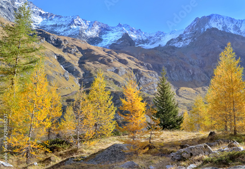 hiking among beautiful golden larches in autumn in alpine and snowy peak mountain © coco