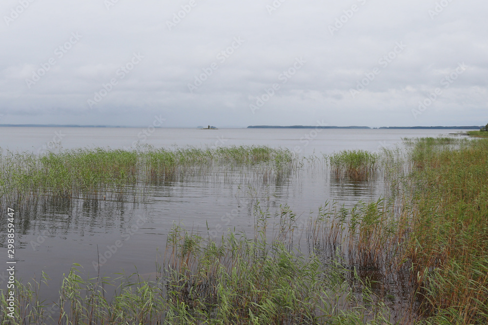 Grass growing in Lake Saimaa, Finland on a cloudy day Grass growing in Lake Saimaa, Finland on a cloudy day