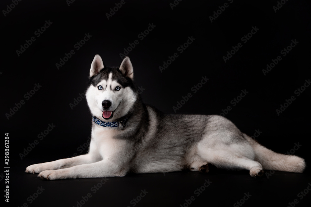 Husky breed dog on a black background