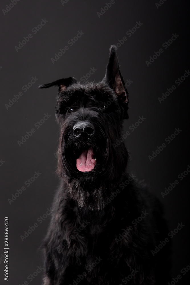 dog breed Black Russian Terrier on a black background
