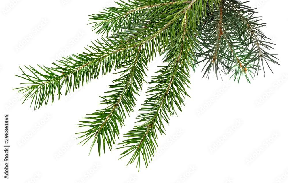 Isolated image of spruce branches on a white background