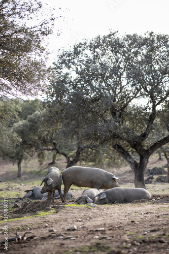 Iberian pigs in full freedom eating and resting in nature