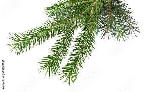 Isolated image of spruce branches on a white background