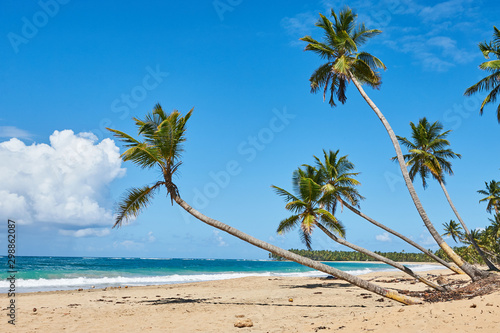 Fototapeta Naklejka Na Ścianę i Meble -  Palm Beach In Tropical Idyllic Paradise Island - Caribbean - Dominican Republic Punta Cana