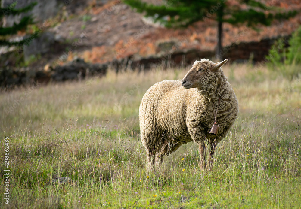 Obraz premium Wild sheep in the field