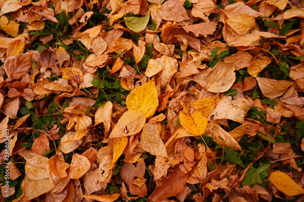 Autumn yellow leaves carpet. Fallen leaves on the ground