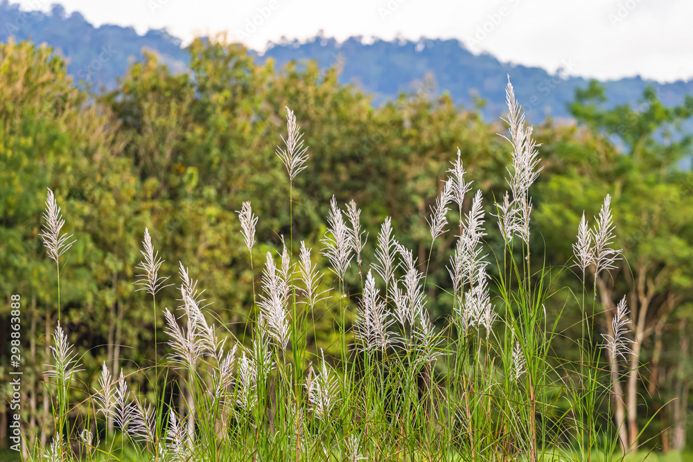 Fototapeta premium Beautiful white grass flowers for the background