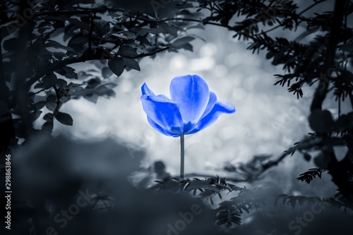 Blue tulip soul in black wh...