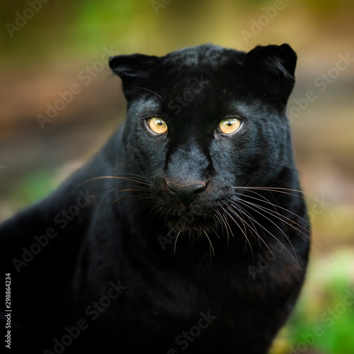 Black panther in the jungle