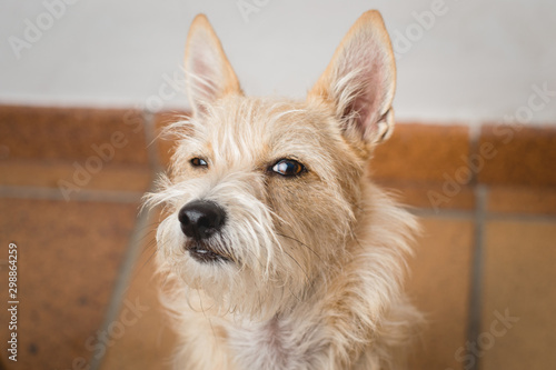 Funny closeup dog ​​face. Dog with a suspicious face. Hairy dog. Mongrel dog.
