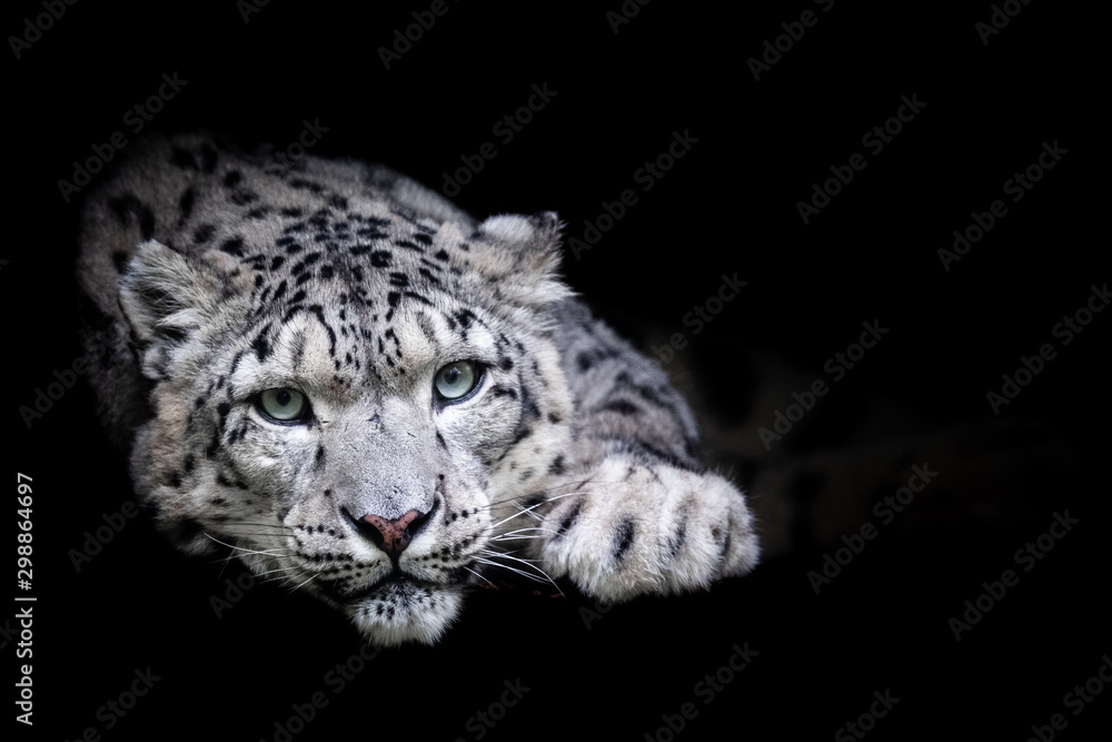 Obraz premium Snow leopard with a black background