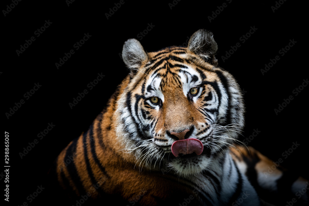 Portrait of a Tiger with a black background Portrait of a Tiger with a black background