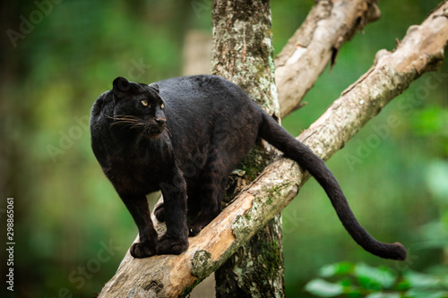 Stampa su tela Black panther on the tree in the jungle