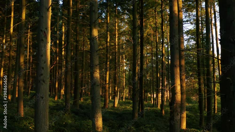 Slowly panning through a pine forest at sunrise in the English countryside with trees bathed in orange light Slowly panning through a pine forest at sunrise in the English countryside with trees bathed in orange light