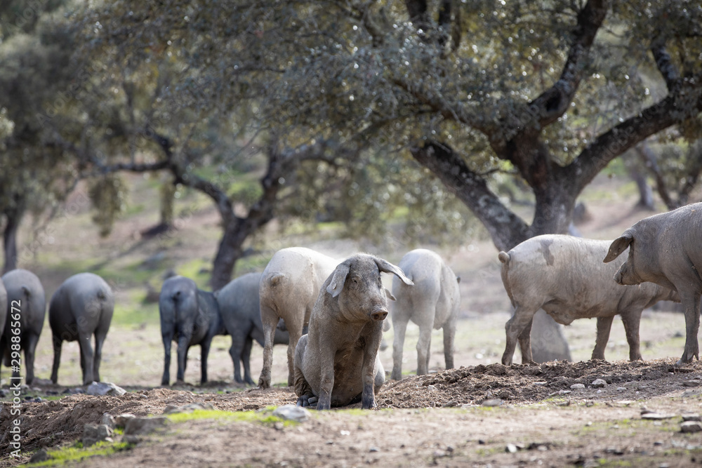 Fototapeta premium Iberian pigs in full freedom eating and resting in nature
