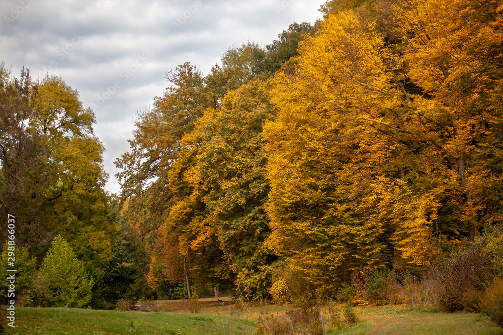 Autumn forest with yellow-green trees.