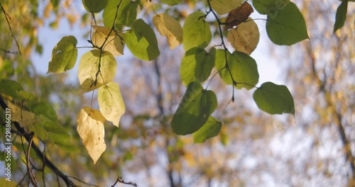 Autumn leaves, trees and park during sunset shot in anamorphic and slowmotion. Shot in anamorphic, it will need to be squeezed vertically or desqueezed horizontally by a factor of 1,25x photo