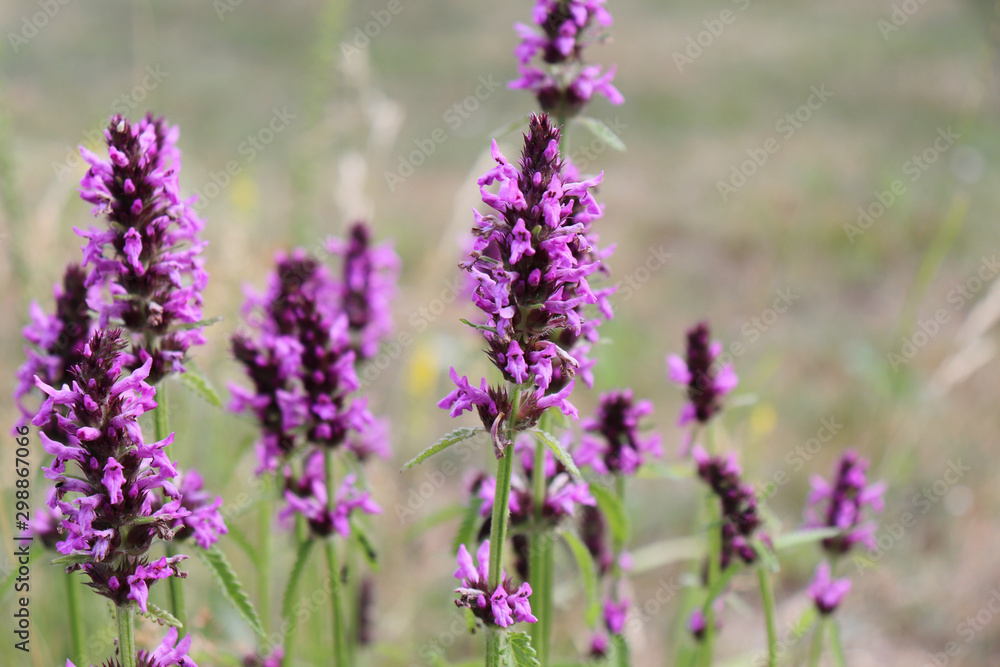 Landscape with wildflowers at sunset. Blooming Betonica officinalis. Medicinal plants, herbs in the garden.Blurred background.