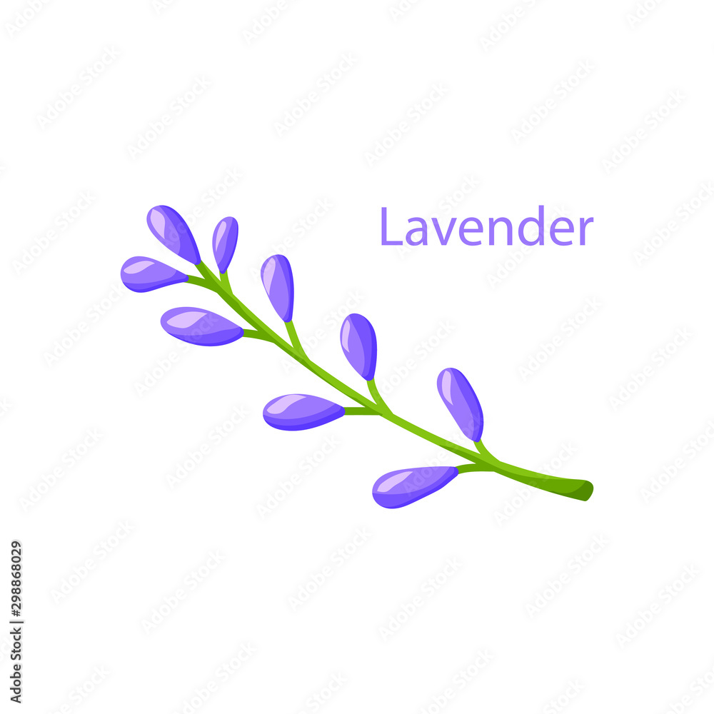 Lavender flower on white background. Flat vector illustration. Hand drawn  cartoon style. Isolated elegant floral spring for logo. Herb concept Stock  Vector | Adobe Stock