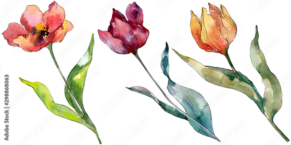 Fototapeta Kolorowe tulipany na białym tle. Wzór malowany ręcznie. Akwarela