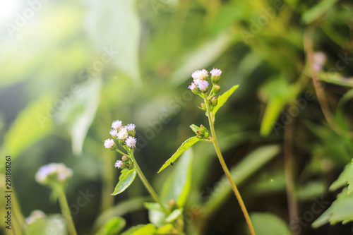 wild flower