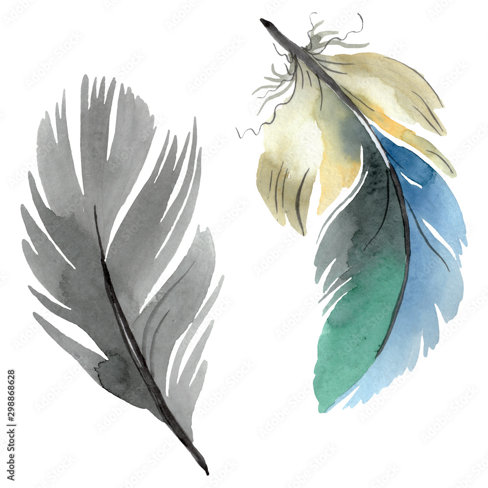 Fotografie Colorful bird feather from wing isolated