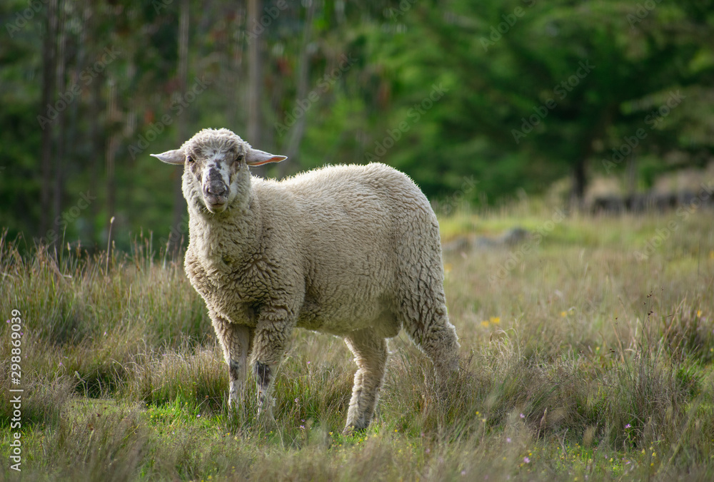 Obraz premium Wild sheep in the field